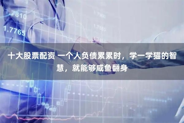 十大股票配资 一个人负债累累时，学一学猫的智慧，就能够咸鱼翻身